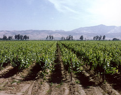 Meador Estate vineyard